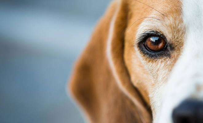 Inspírate en las ciudades del mundo para llamar a tu beagle