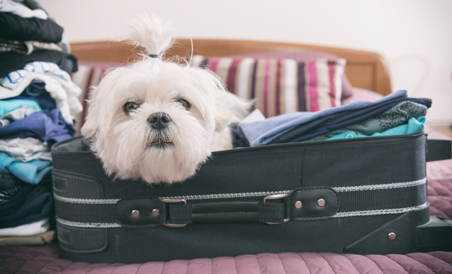 Lindos nombres para tu cachorrito nuevo Lindos nombres para tu cachorrito nuevo