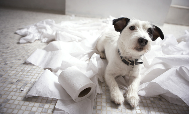 Grandes ideas para llamar a tu mascota Grandes ideas para llamar a tu mascota