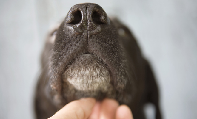 Nos inspiramos en el árabe para saber nombres de perros Nos inspiramos en el árabe para saber nombres de perros
