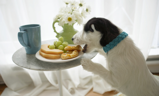¿Cómo llamarías a tu perrita blanca?