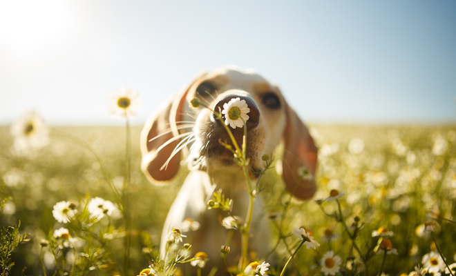 Los nombres para perros que más le favorecen a tu mascota