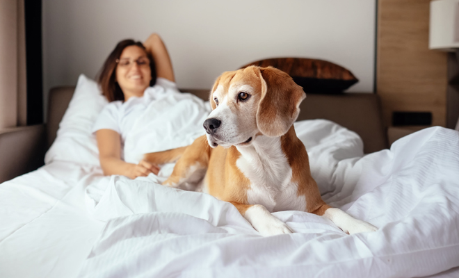 Consejos para llamar a tu perro con lunares Consejos para llamar a tu perro con lunares