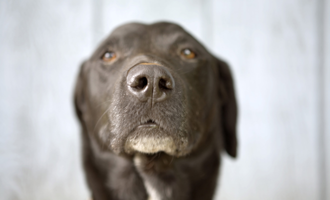 Consejos para llamar a tu perro hembra Consejos para llamar a tu perro hembra