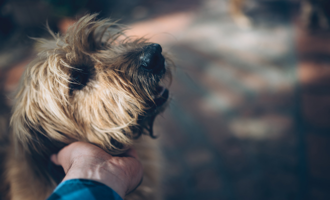 Te ayudamos a elegir el mejor nombre para tu perro