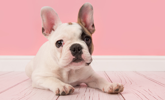 Si aún no sabes cómo llamar a tu mascota, toma nota de estos nombres Si aún no sabes cómo llamar a tu mascota, toma nota de estos nombres