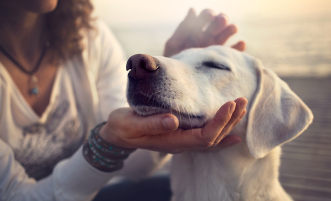 Los mejores nombres para perros blancos