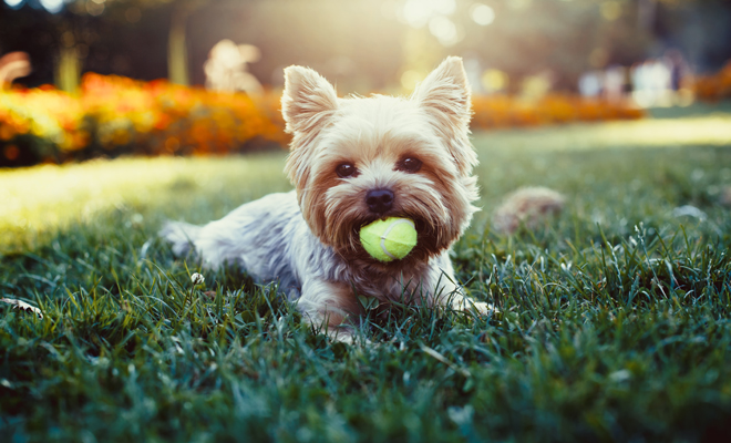 Cómo llamar a tu perro terrier Cómo llamar a tu perro terrier
