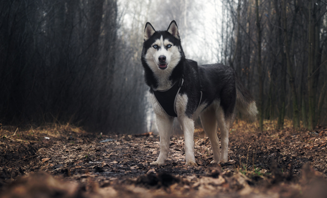 Inspírate en la serie Stranger Things para ponerle nombre a tu perro Inspírate en la serie Stranger Things para ponerle nombre a tu perro
