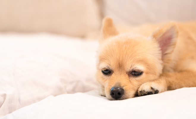 Cómo saber si tu perro tiene fiebre Cómo saber si tu perro tiene fiebre