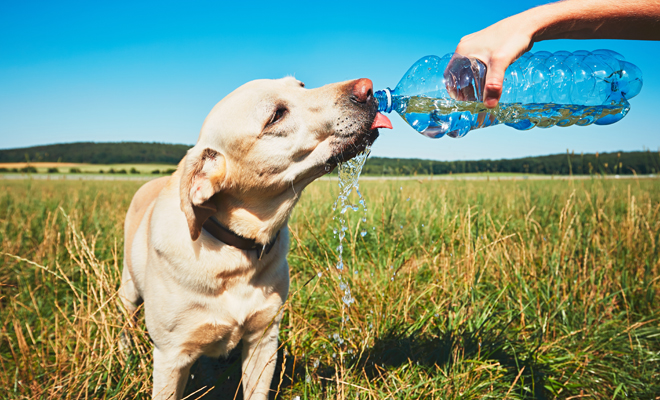 Cómo cuidar a tu perro cuando sea verano