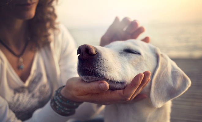 Los mejores nombres de perros inspirados en San Valentín