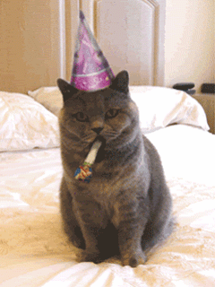 Gato de cumpleaños Gato de cumpleaños