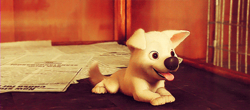 Perro feliz Perro feliz