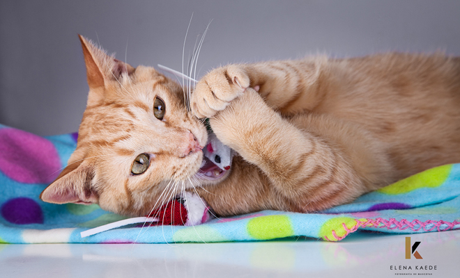 Consejos para hacer las fotos más divertidas y originales a tu gato Consejos para hacer las fotos más divertidas y originales a tu gato