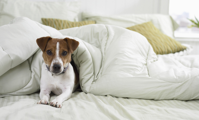 Elige a tu perro ideal según este test Elige a tu perro ideal según este test