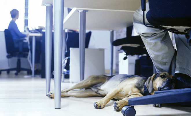 Por qué trabajar con tu perro o gato: un nuevo puesto en la oficina Por qué trabajar con tu perro o gato: un nuevo puesto en la oficina