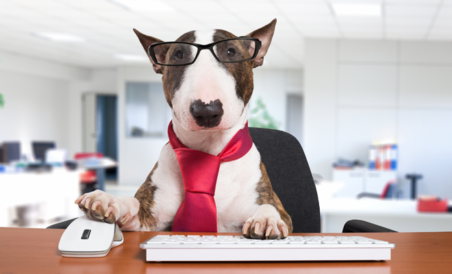 Beneficios de trabajar con tu perro o gato Beneficios de trabajar con tu perro o gato