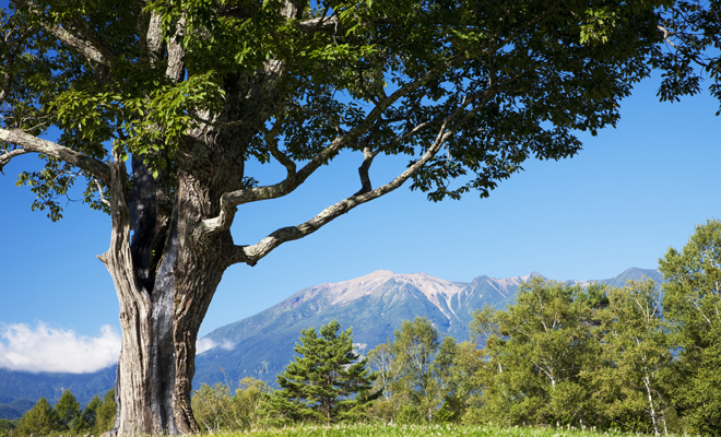 10 planes originales con amigos para Navidad ¿Te animas a sembrar un árbol por Navidad?