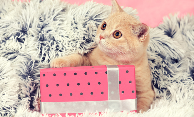 Regalar una mascota por Navidad