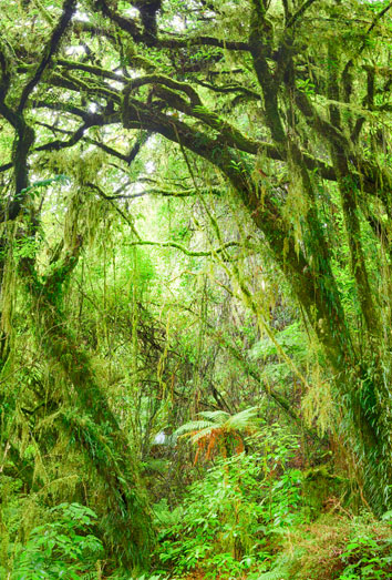 Significado de soñar con lianas