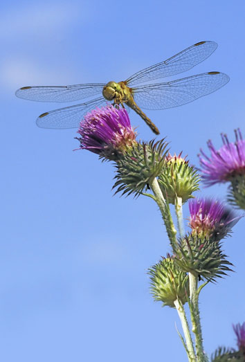 Significado de soñar con libélulas