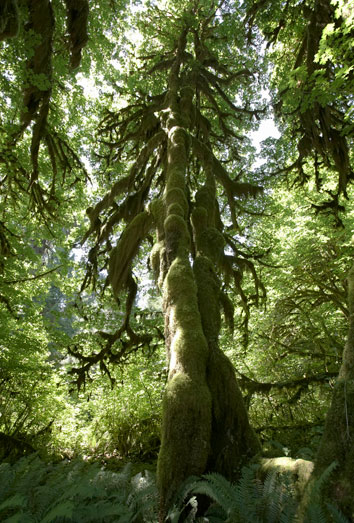 Qué significa soñar con la selva Qué significa soñar con la selva