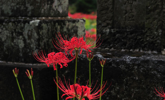 Qué significa soñar con una sepultura Qué significa soñar con una sepultura