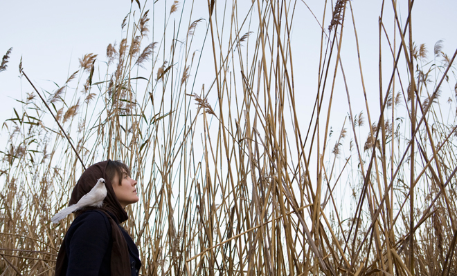 Significado de soñar que tienes una paloma como mascota