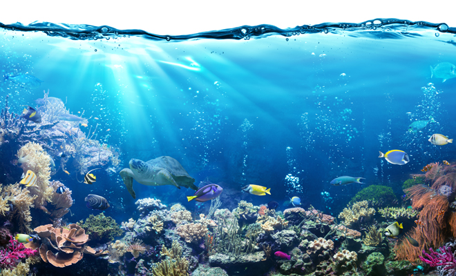 efecto del mar sobre el cerebro: creatividad