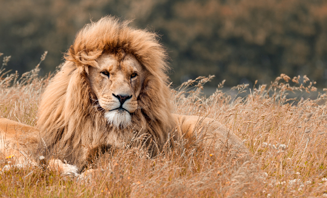 Top 40+ imagen que significa soñar que leones te persiguen