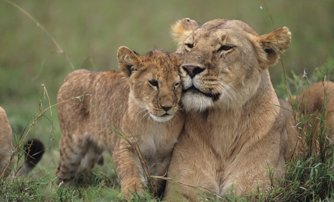 Descubre los 15 sueños más comunes: soñar con animales