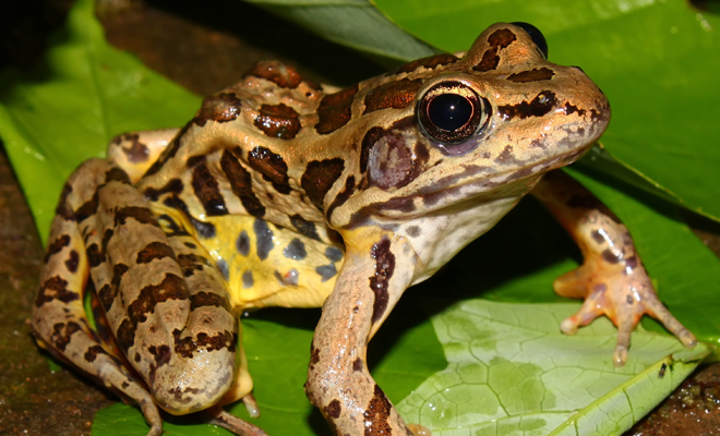 Causas de la tripofobia Causas de la tripofobia