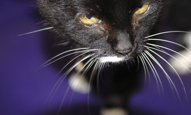 Que no te dé miedo soñar con la mala suerte: significado de sueños negativos