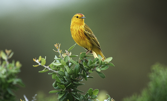 v Los diferentes significados de soñar con animales