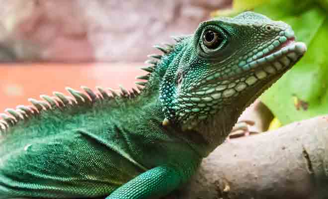 Los diferentes significados de soñar con animales Los diferentes significados de soñar con animales