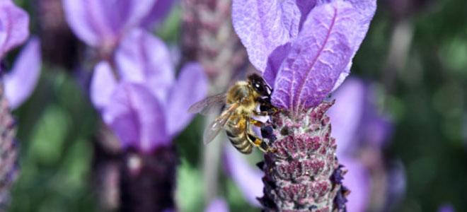 Entomofobia, miedo a los insectos