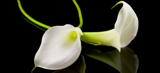 Cómo superar la depresión por la muerte de un ser querido