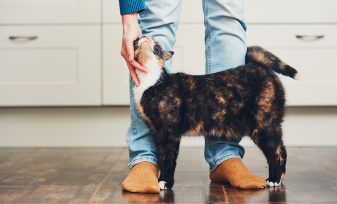 Los sueños con gatos, ¿qué significan? Consulta nuestro diccionario