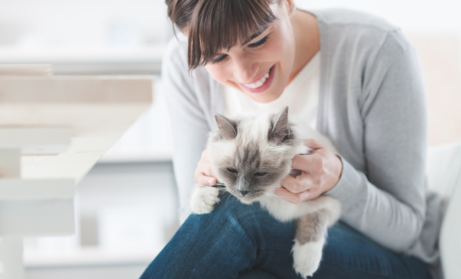 Soñar con gatos y su significado verdadero