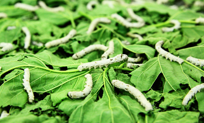 Los gusanos también pueden aparecer en tus sueños