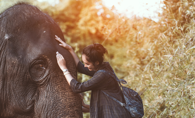 Los elefantes y su buena o mala fortuna