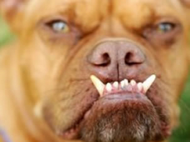 Los feos no aguantan las bromas