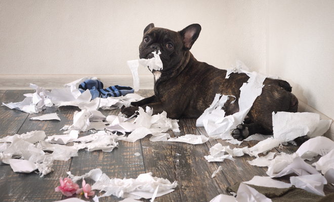 El caos de Piscis según el horóscopo