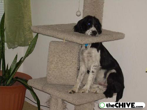 El ingenio de los inútiles