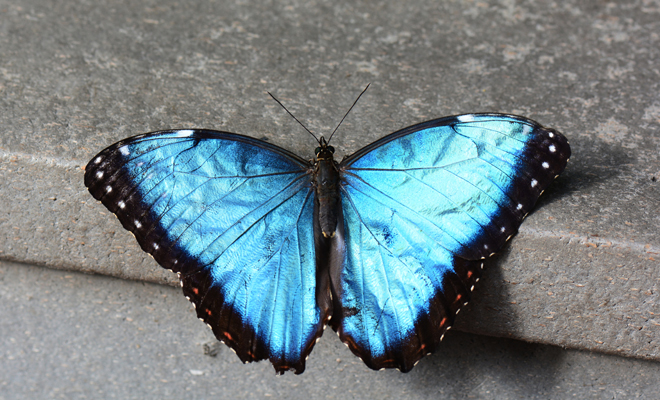 La leyenda de la mariposa azul