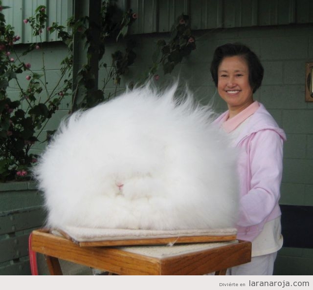 Conejo con pelo encrespado