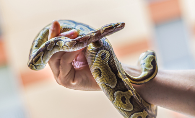 conoce las edades de la mala suerte de hombres y mujeres serpientes mala suerte y buena suerte hombres y mujeres