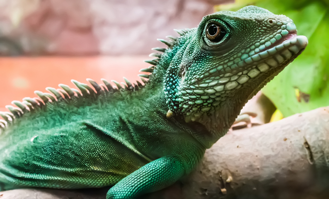 Interpretación de los sueños con reptiles Interpretación de los sueños con reptiles