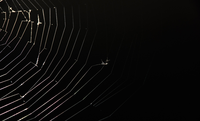 Qué significa soñar con arañas negras